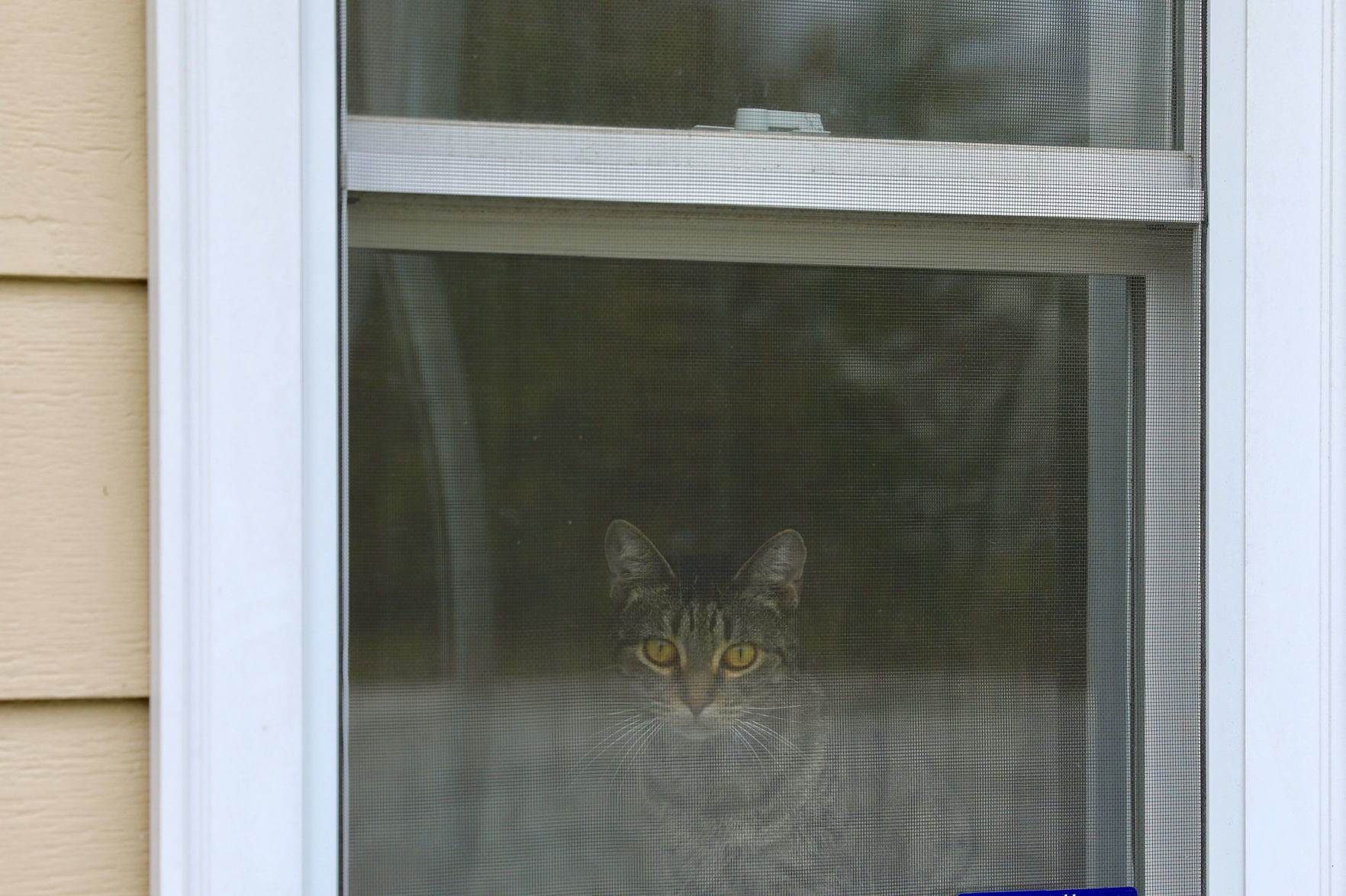 Orangeburg County Animal Shelter